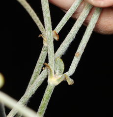 Eriogonum panamintense