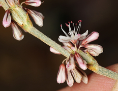 Eriogonum panamintense