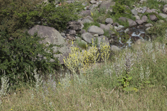 Verbascum songaricum