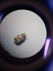 Mycetophagidae