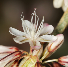 Eriogonum panamintense