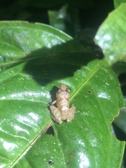 Pristimantis altamnis