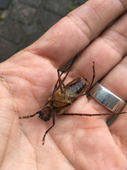 Ochrocydus huttoni