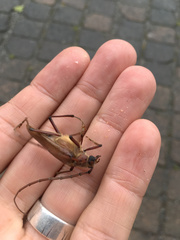 Ochrocydus huttoni