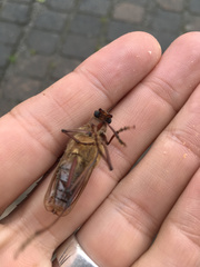 Ochrocydus huttoni