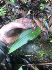 Pleurothallis ruberrima