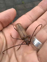 Ochrocydus huttoni