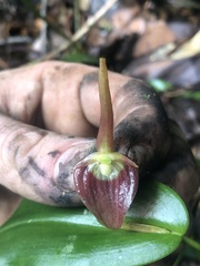 Pleurothallis ruberrima