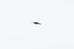 Aerodramus spodiopygius