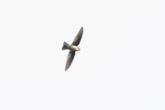 Aerodramus spodiopygius