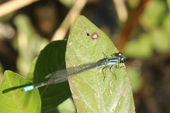 Acanthagrion lancea