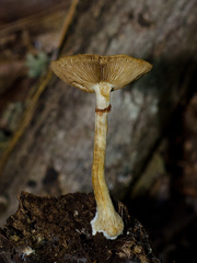 Cortinarius lewisii
