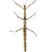 Prickly Stick Insect - Photo (c) Museum of New Zealand Te Papa Tongarewa
, some rights reserved (CC BY)
