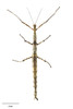 Prickly Stick Insect - Photo (c) Museum of New Zealand Te Papa Tongarewa
, some rights reserved (CC BY)