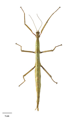 Prickly Stick Insect photo 4