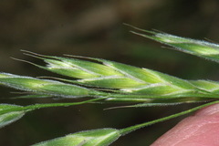 Bromus lithobius