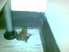 Lithobates spectabilis