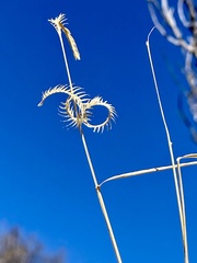 Bouteloua ramosa