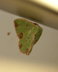 Celidomphax rubrimaculata