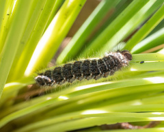 Pterolocera leucocera