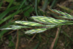 Bromus lithobius