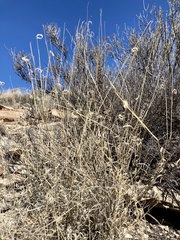 Bouteloua ramosa