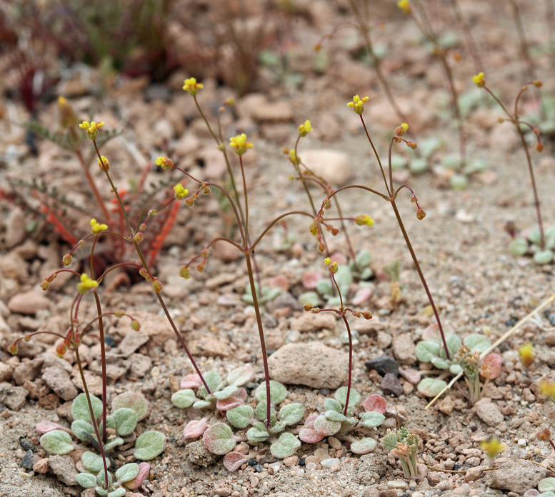Eriogonum pusillum