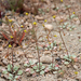 Eriogonum pusillum - Photo (c) Steve Matson,  זכויות יוצרים חלקיות (CC BY), הועלה על ידי Steve Matson