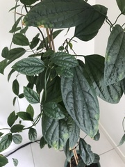 Clerodendrum thomsoniae