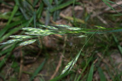 Bromus lithobius