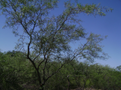 Prosopis vinalillo