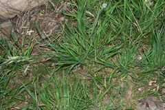 Bromus lithobius