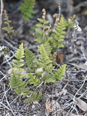 Myriopteris wootonii