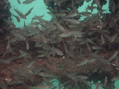 Ambassis jacksoniensis