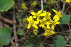 Brachyglottis sciadophila