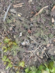 Pedicularis densiflora