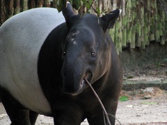 Tapirus indicus