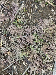 Pedicularis densiflora