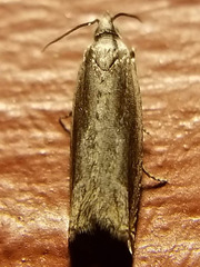 Ancylis goodelliana