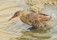 Rallus longirostris