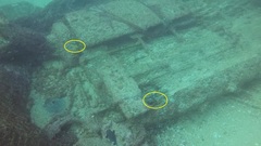 Stegastes flavilatus