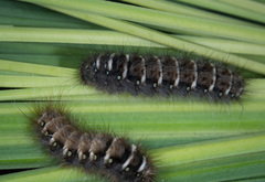 Pterolocera leucocera