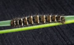 Pterolocera leucocera