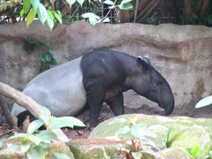 Tapirus indicus