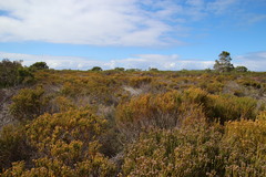 Leucadendron linifolium