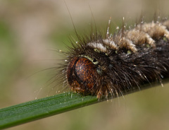 Pterolocera leucocera