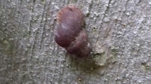 Annulariidae