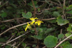 Brachyglottis sciadophila