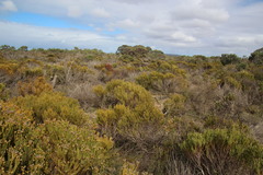 Leucadendron linifolium