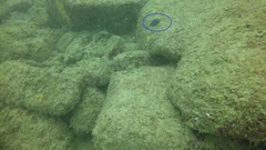 Stegastes rectifraenum